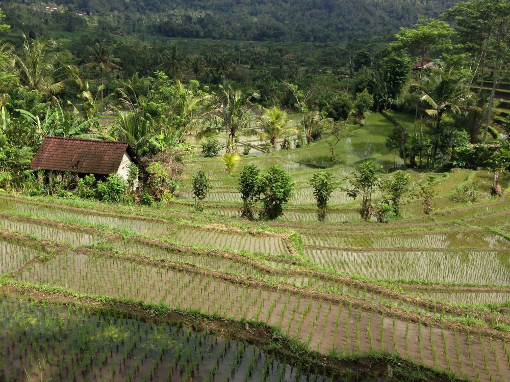 Mencari Ketenangan di Sidemen Bali, Suasananya Bikin Betah!