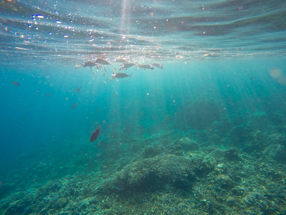 Cara Snorkeling di Pantai Amed Karangasem, Kamu harus Coba!