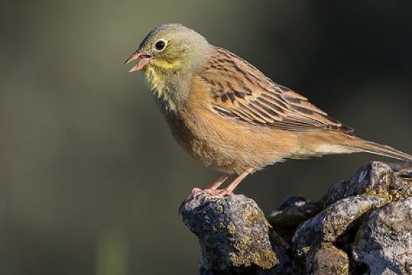 5 Fakta Unik Ortolan Bunting, Spesies Burung yang Hidup di Tiga Benua!