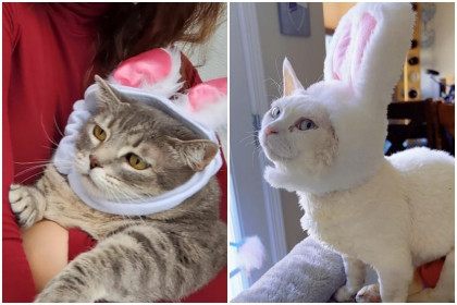 10 Potret Kucing Gemoy Pakai Telinga Kelinci, Imut Banget