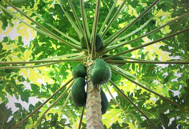 5 Perbedaan Buah Pepaya Dan Pawpaw Bentuk Sama Beda Rasa