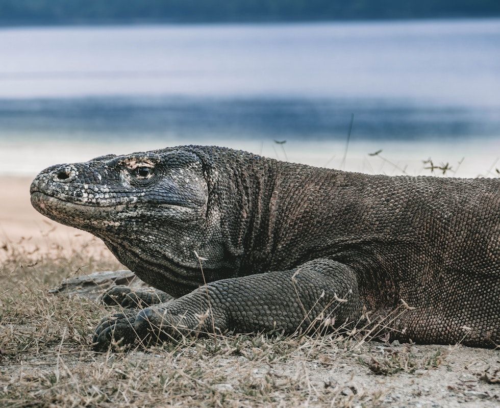 7 Fakta Menarik Komodo, Hewan Purba yang Masih Hidup hingga