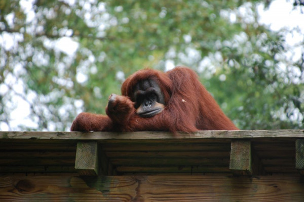 7 Fakta Menarik Orang Utan, Primata Cerdas Pemakan Buah