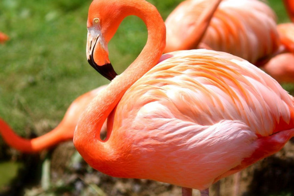 5 Fakta Menarik Flamingo, Unggas Cantik Punya Kaki Jenjang!