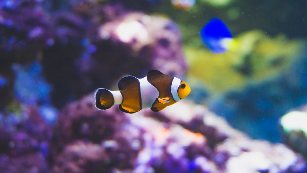 5 Fakta Menarik dari Ikan Badut, Sering Disebut Ikan Nemo!