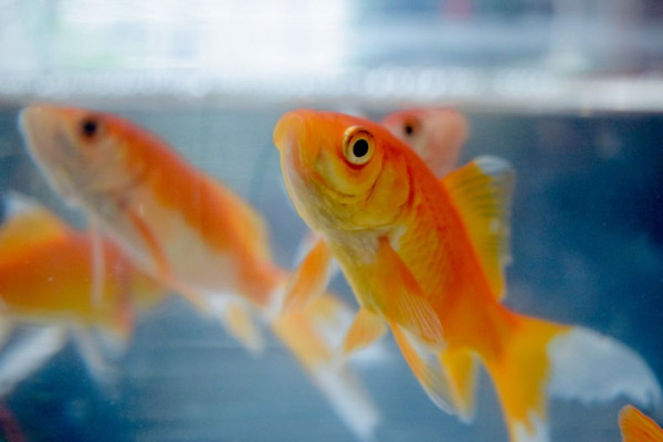 5 Fakta Tak Biasa Mengenai Ikan Mas, Ternyata Memiliki Otak!