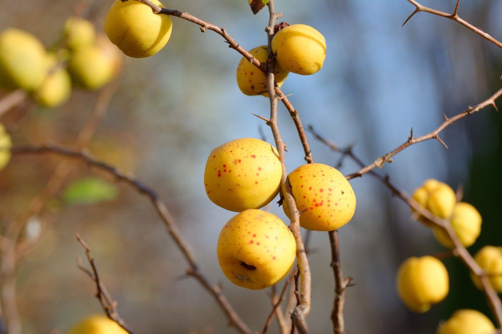 13 Fakta Menarik Buah Quince, Sudah Tahu Rasanya?