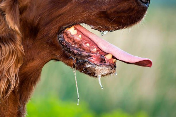 Ada 2.000 Vaksin, Pemkot Bandar Lampung Vaksinasi Rabies Massal Gratis
