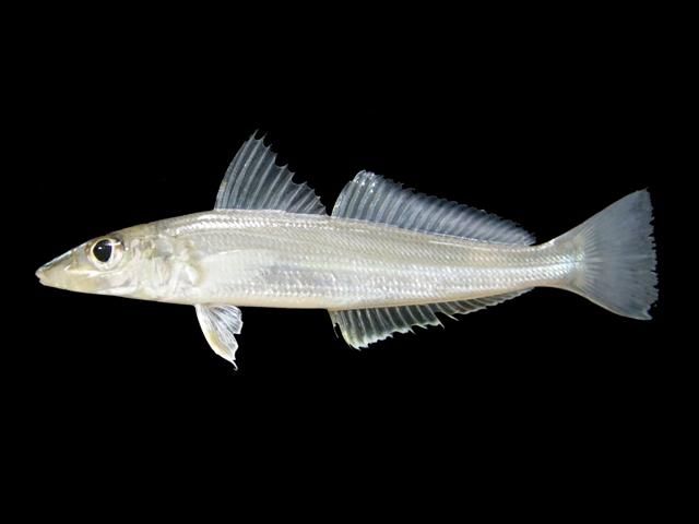 5 Fakta Famili Sillaginidae, Menjadi Bahan Baku Sushi