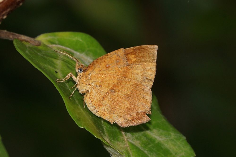 5 Fakta Famili Callidulidae, Ngengat Berwarna Menarik