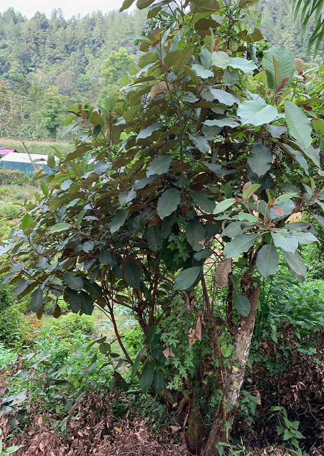 Mengenal Daun Pirdot, Tanaman Herbal dari Sumatera Utara