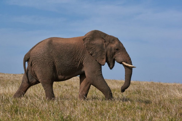 8 Fakta Menakjubkan Gajah, Hewan Besar yang Pintar!
