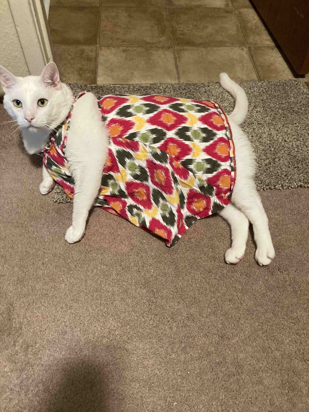 Kucing Gemoy Pakai Baju Warna-Warni