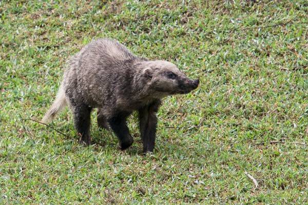 5 Fakta Unik Babi Batang, Bertubuh Gempal Dan Berotot