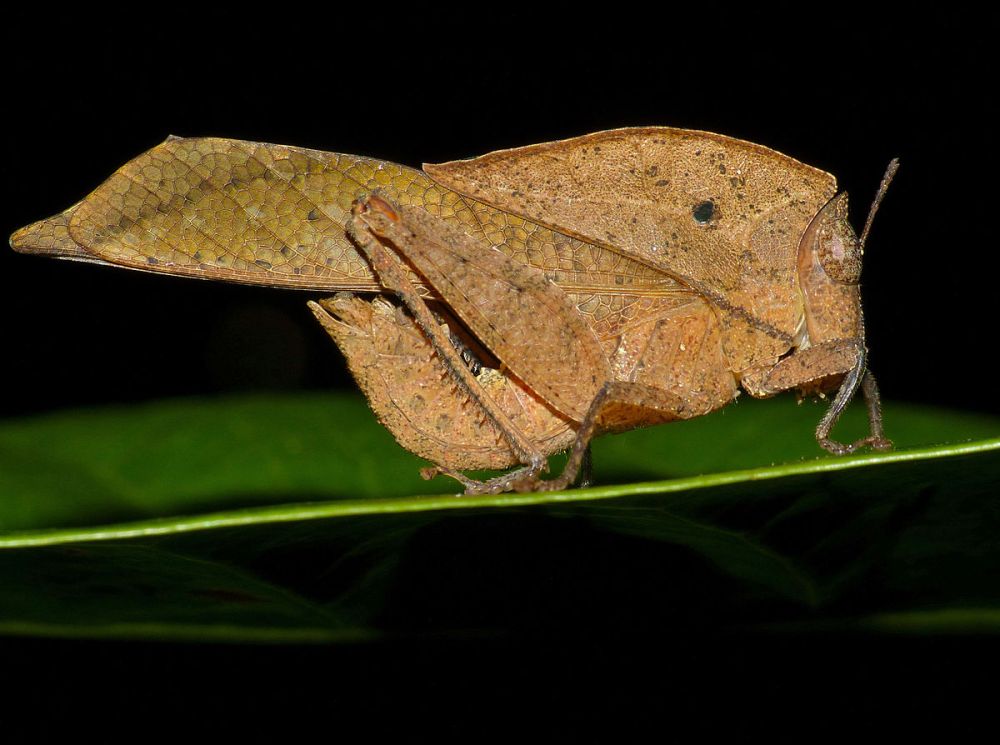 5 Fakta Famili Chorotypidae, Bentuk Tubuhnya Mirip Daun