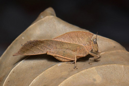 5 Fakta Famili Chorotypidae, Bentuk Tubuh Mirip Daun  