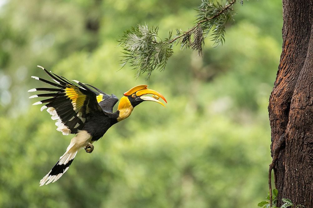 5 Fakta Rangkong Papan, Burung Magis Suku Dayak