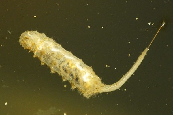 5 Fakta Rat-Tailed Maggot, Ulat Kecil Mirip Tikus