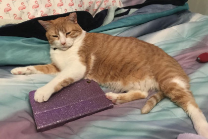 10 Potret Kucing Duduk Tablet Pemiliknya, Bisa Pindah, Gak