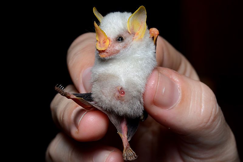 5 Fakta Unik Honduran White Bat, Spesies Kelelawar Bertelinga Kuning!