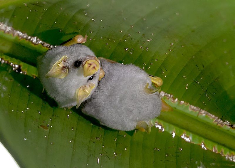 5 Fakta Unik Honduran White Bat, Spesies Kelelawar Bertelinga Kuning!