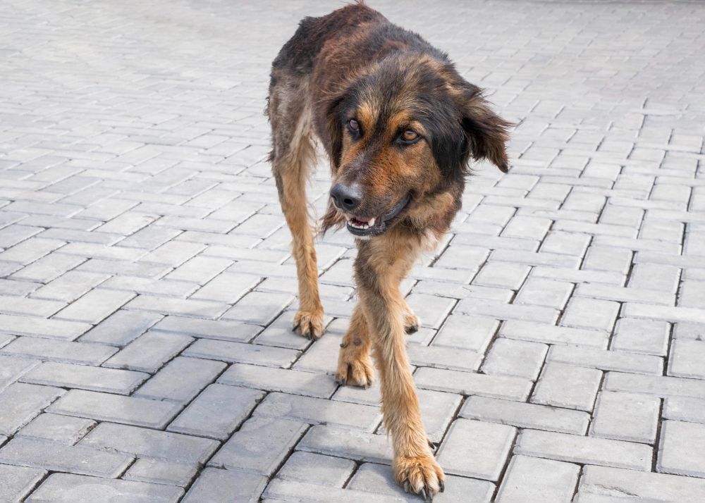 Anjing Rabies Menggigit 5 Anak di Karangasem