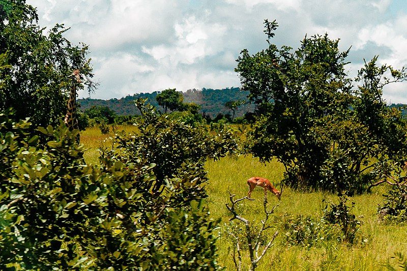 5 Fakta Unik Royal Antelope, Mamalia Pelompat Andal!