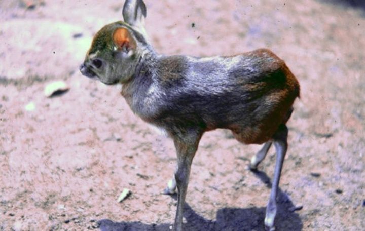 5 Fakta Unik Royal Antelope, Mamalia Pelompat Andal!