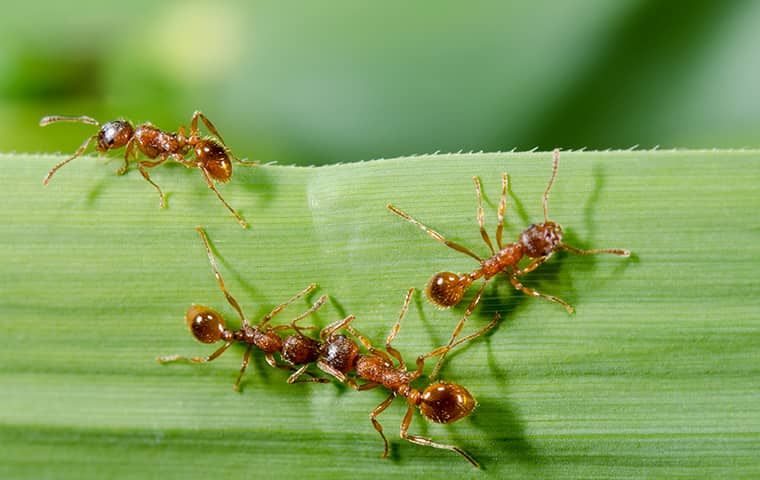 Bagaimana Hewan Berbicara? Ketahui 7 Cara Mereka Mengirimkan Pesan