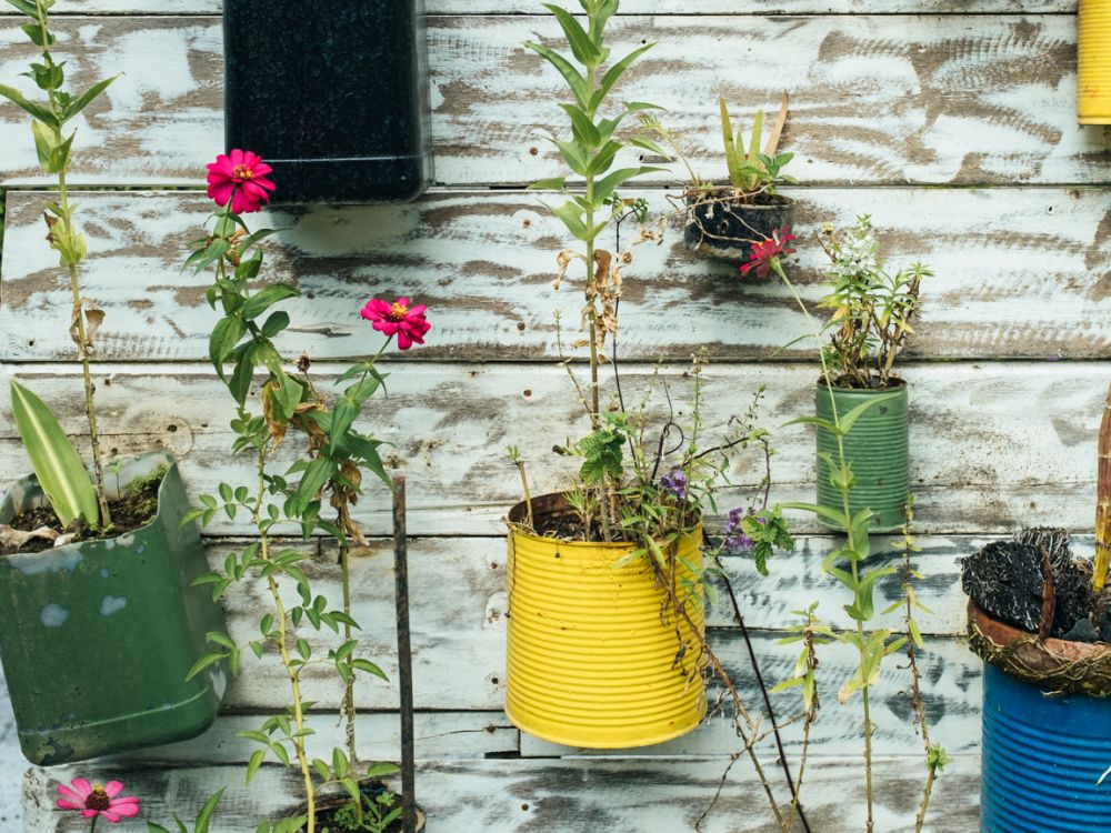 Manfaatkan Kaleng Bekas jadi Pot Bunga Cantik, Mudah dan Murah