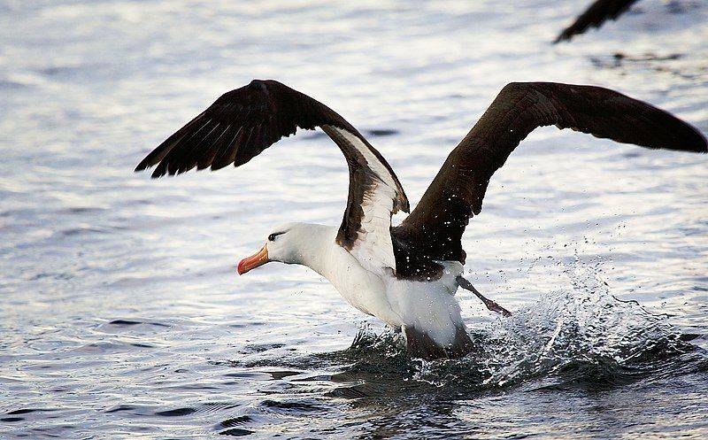 9 Fakta Unik Albatros Alis-hitam, Burung Yang Suka Merengut!