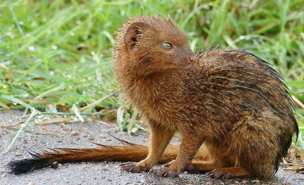 6 Fakta Unik Slender Mongoose, Mampu Melawan Ular Berbisa!