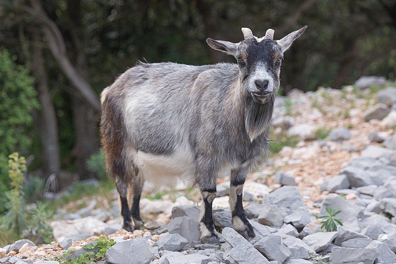 5 Hewan Unik yang Hidup di Iran, Ada Kambing Langka!