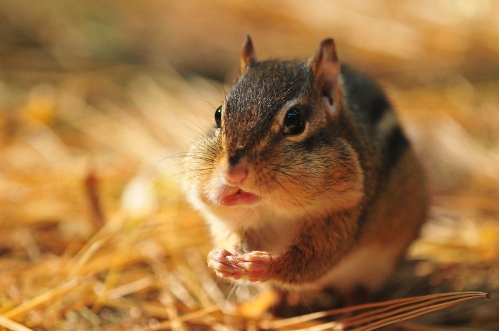 7 Fakta Unik Chipmunk, Mereka Juga Melakukan Hibernasi!