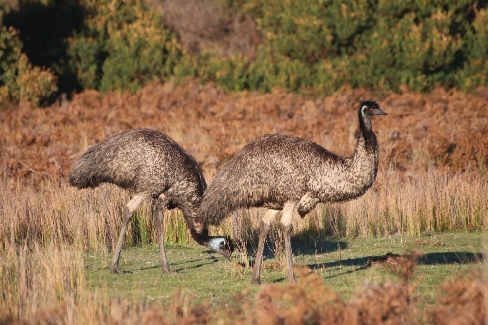 5 Fakta Burung Emu, Salah Satu Burung Terbesar Masih Hidup