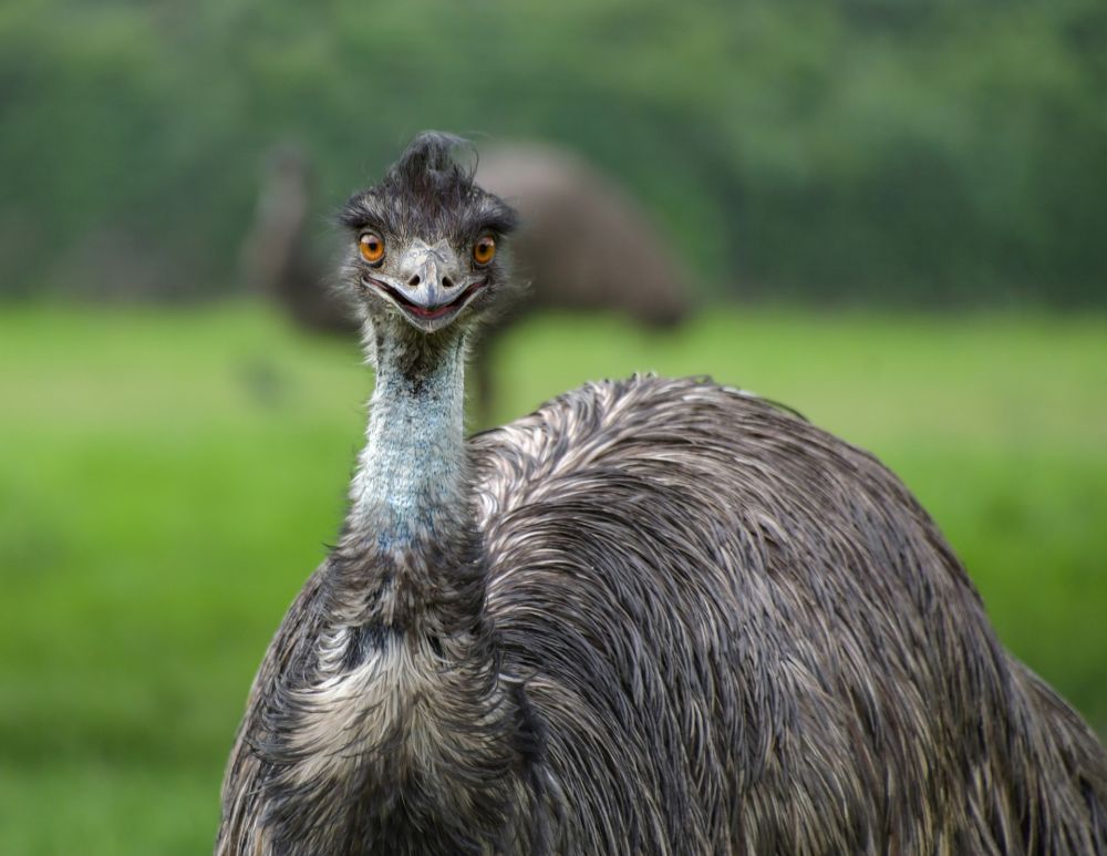 5 Fakta Burung Emu, Salah Satu Burung Terbesar Masih Hidup