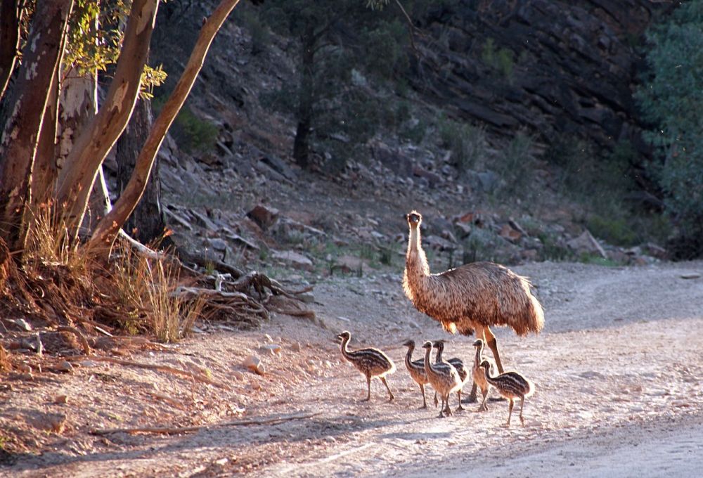 5 Fakta Burung Emu, Salah Satu Burung Terbesar Masih Hidup