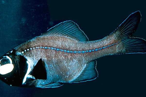 5 Fakta Seputar Ikan Senter, Bersinar dalam Kegelapan