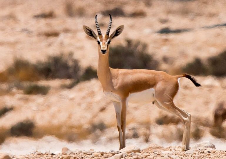 5 Hewan Unik yang Hidup di Iran, Ada Kambing Langka!