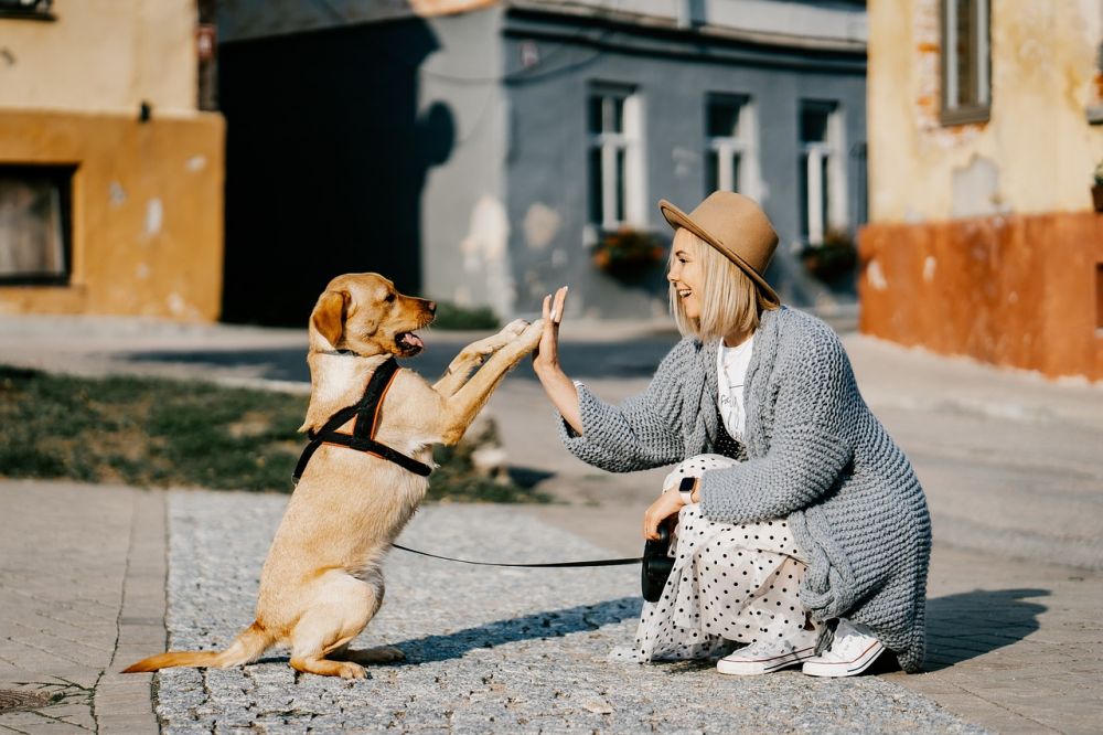 8 Pelajaran Hidup yang Manusia Bisa Pelajari dari Seekor Anjing