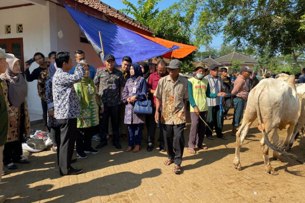 Jelang Idul Adha, Stok Hewan Kurban Di Gunungkidul Surplus