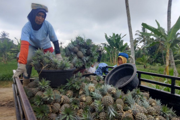 Harga Nanas Merangkak Naik, Pedagang dan Petani Lotim Girang
