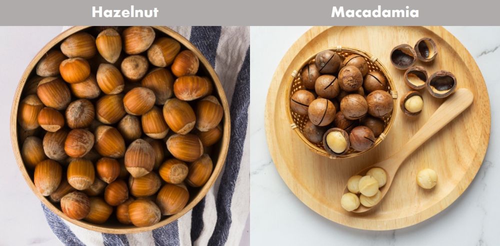 5 Perbedaan Hazelnut Dan Macadamia Jangan Sampai Tertukar