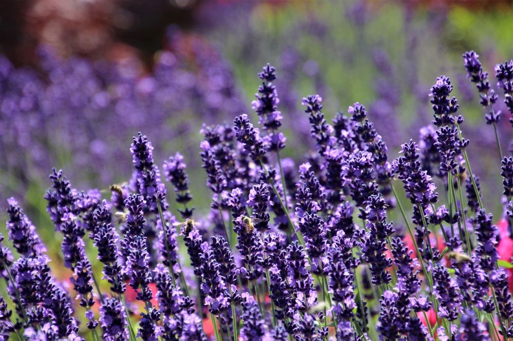 5 Fakta Lavender, Ternyata Banyak Manfaat dan Aroma Menenangkan