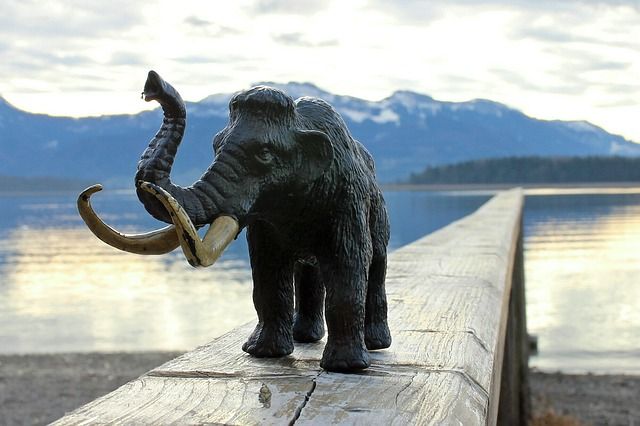 5 Perbedaan Gajah dan Mammoth, Keduanya Sama-sama Memiliki G