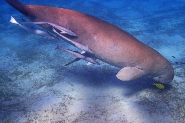 5 Fakta Menakjubkan Dugong, Mereka Bisa Berdiri Menggunakan Ekornya!