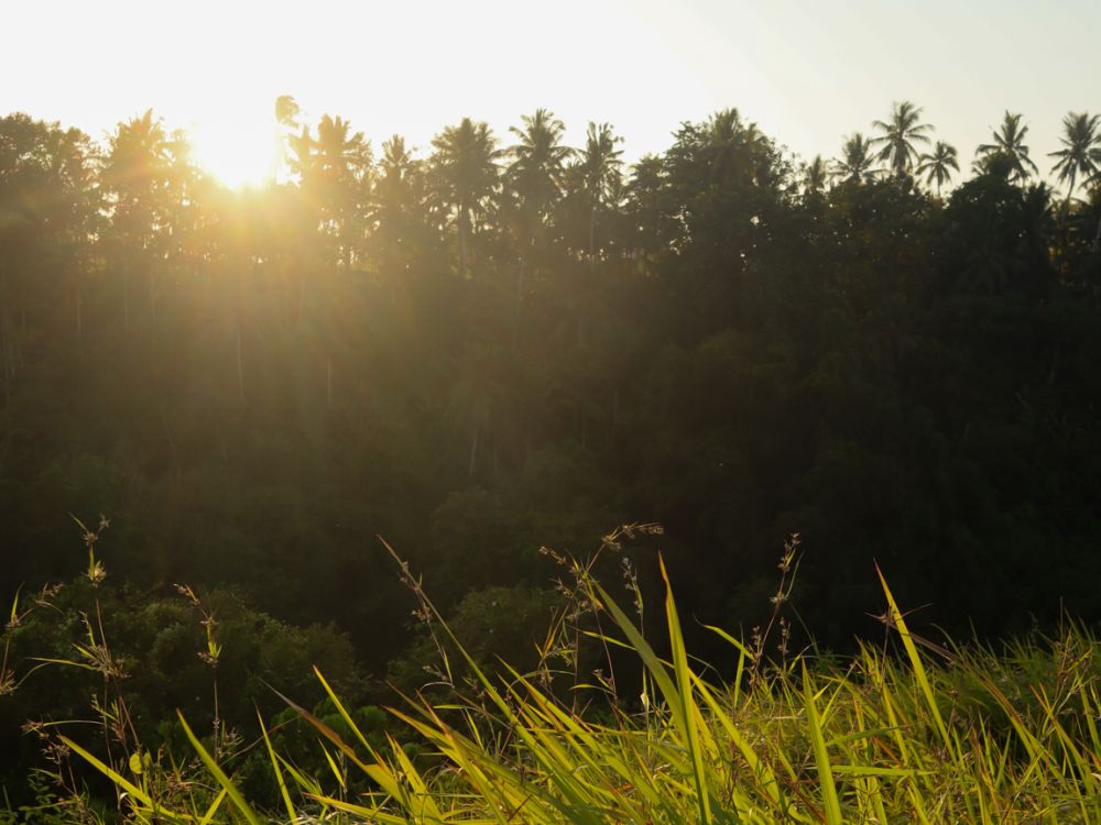 Udara Pagi di Bukit Campuhan Ubud Segar Ya, Rela Bangun Pagi