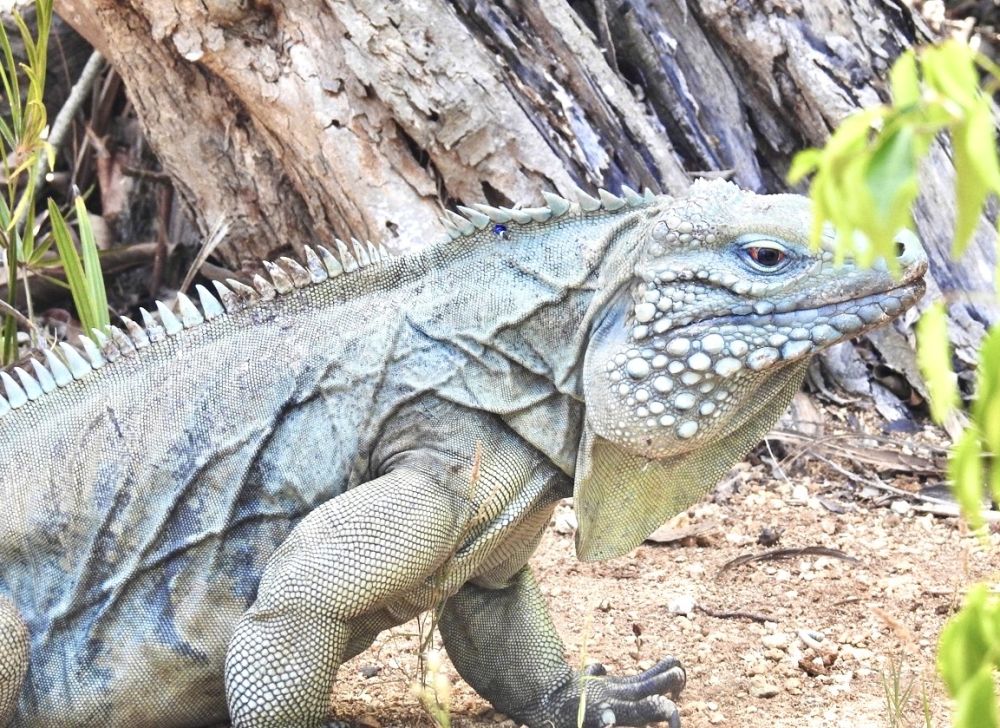 5 Fakta Iguana Biru, Spesies Terbesar, Hanya Ada di Grand Cayman