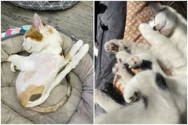 10 Potret Gaya Tidur Kucing yang Membingungkan, Heh?