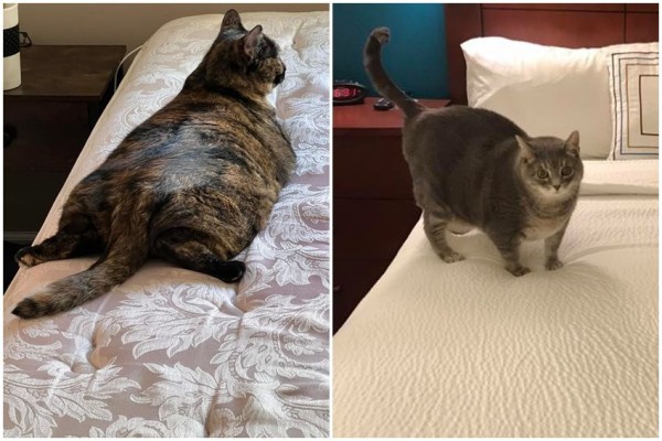 10 Potret Kucing Gemoy Mengambil Alih Kasur Pemiliknya, Capek!